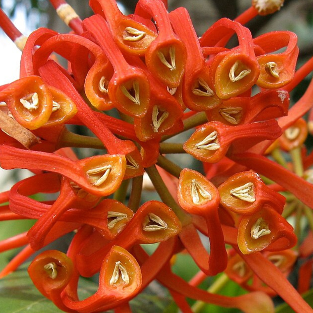 Stenocarpus Sinuatus 'Firewheel Tree'-TREE seeds