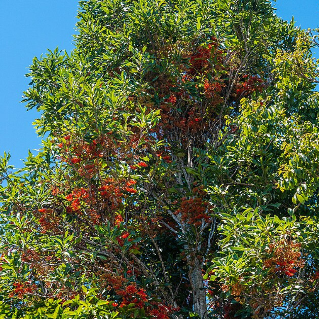 Stenocarpus Sinuatus 'Firewheel Tree'-TREE seeds