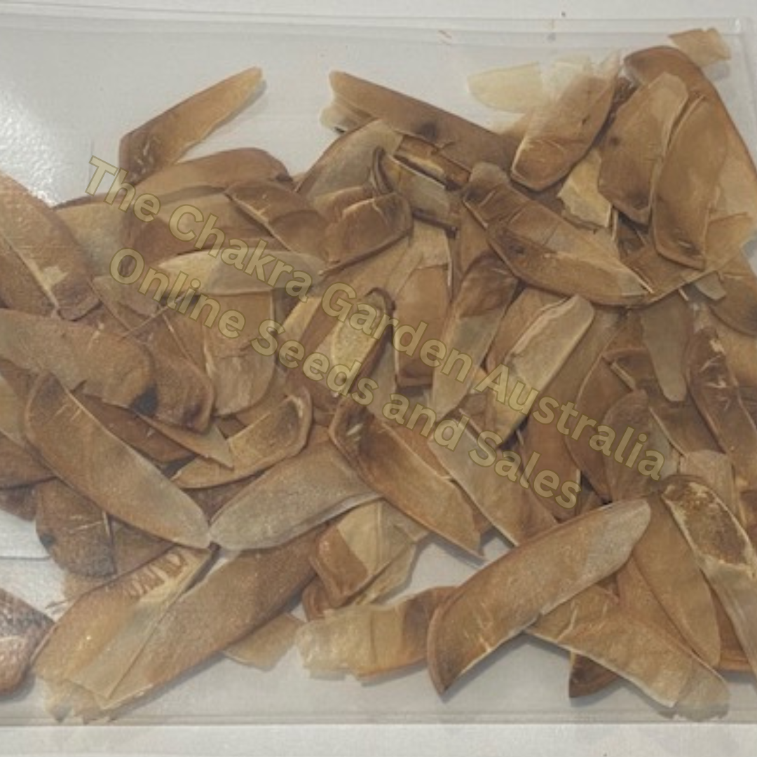 Photo of seeds: - June Parkin; Location: Sydney NSW, Australia; Date: 6OCT2023