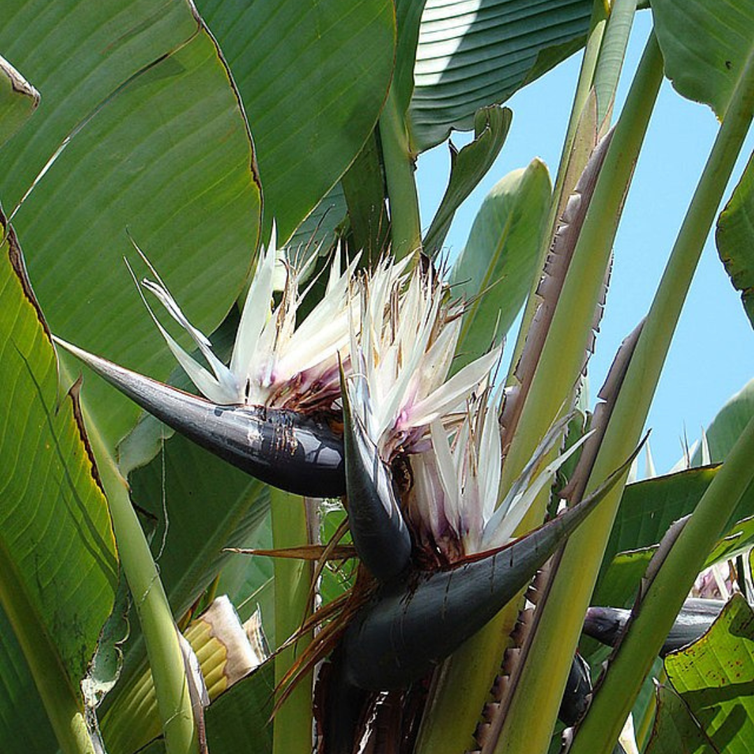 Strelitzia Nicolai 'Giant White Bird of Paradise'-Flowers-seeds