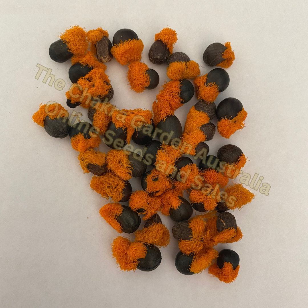 Photo of seeds: - June Parkin; Location: Sydney NSW, Australia; Date: 6OCT2023