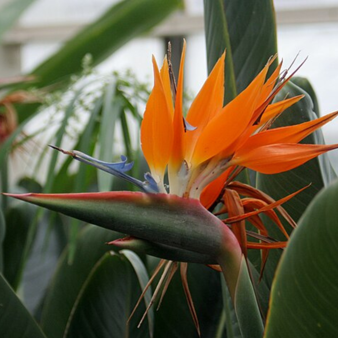 Strelitzia Reginae-"Bird Of Paradise"-FLOWER seeds-seeds