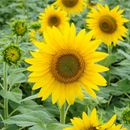 Sunflower-Helianthus Annuus-Solar Plexus Chakra-25 seeds The Chakra Garden