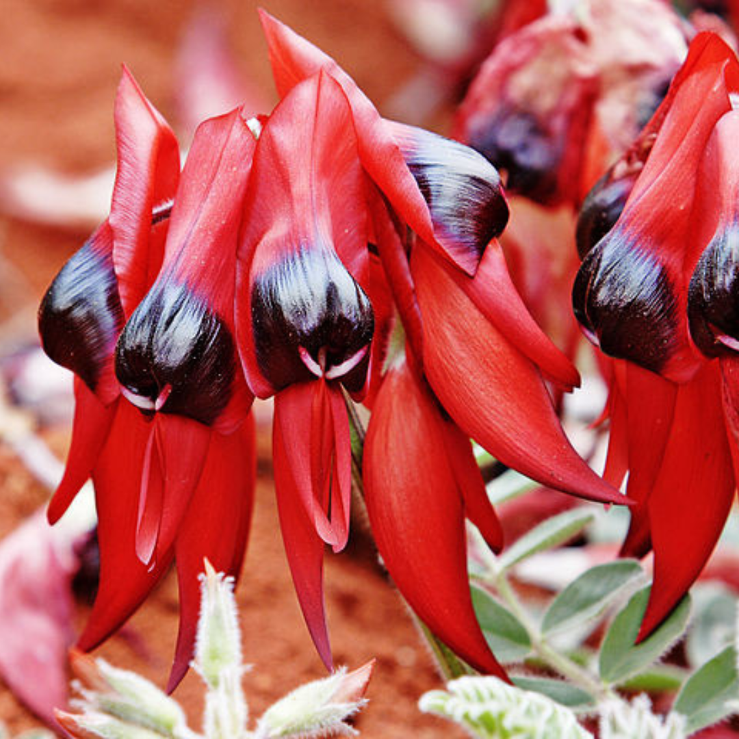 Swainsona Formosa 'Sturt's Desert Pea'-FLOWERS-10 seeds