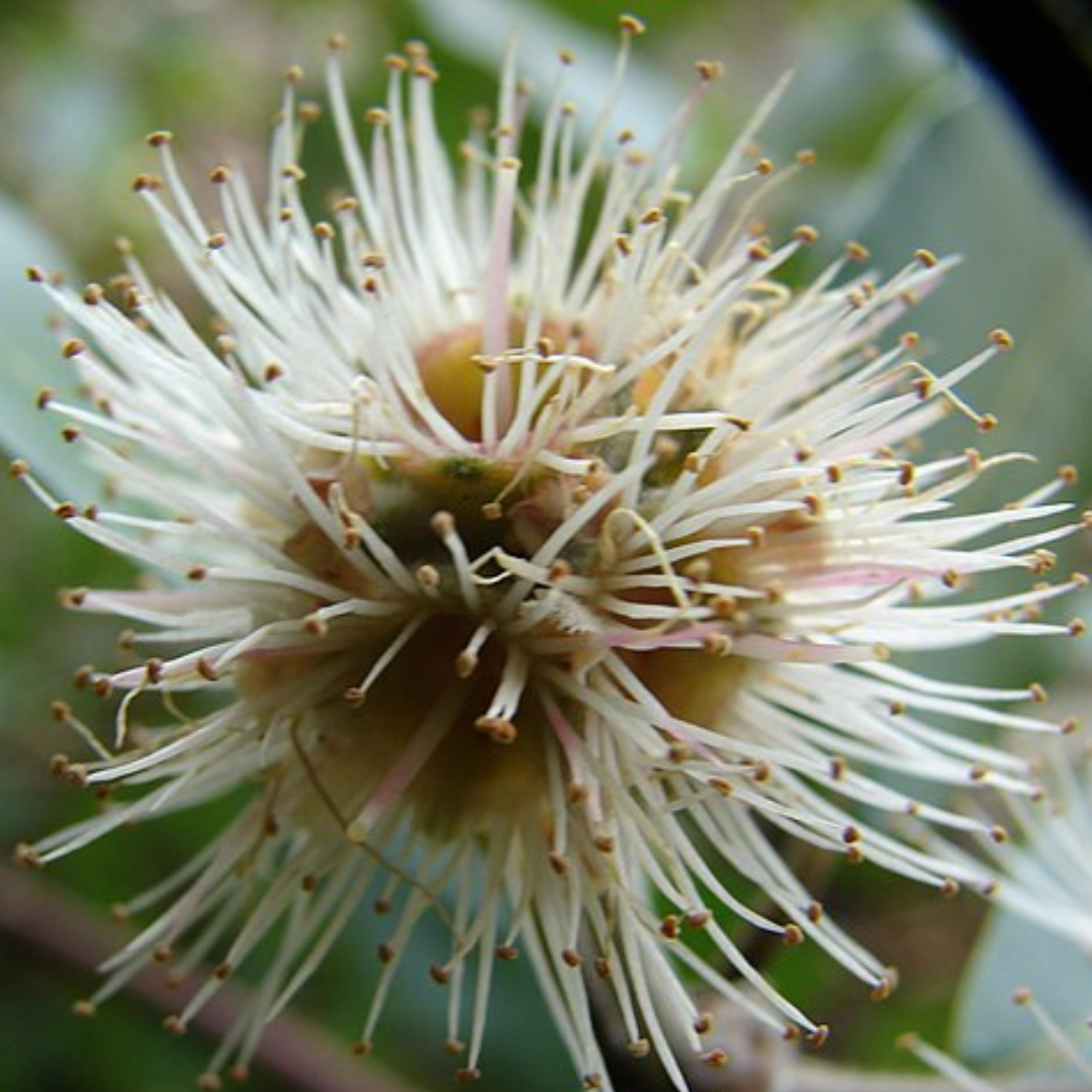 Syncarpia Glomulifera Seeds "Turpentine Tree"