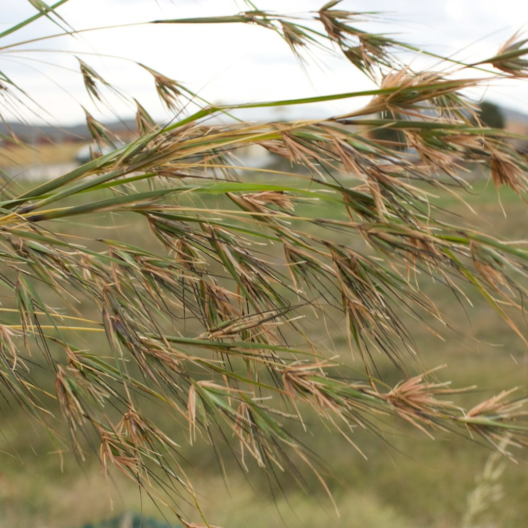 Themeda Triandra "Kangaroo Grass" Seeds-EDIBLES-pure seed