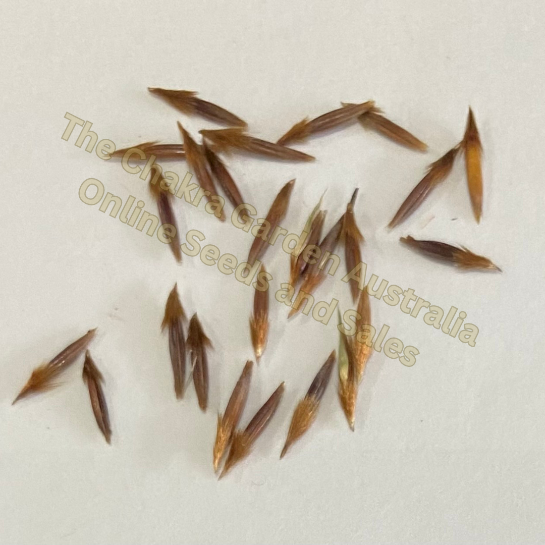 Photo of seeds: - June Parkin; Location: Sydney NSW, Australia; Date: 6OCT2023