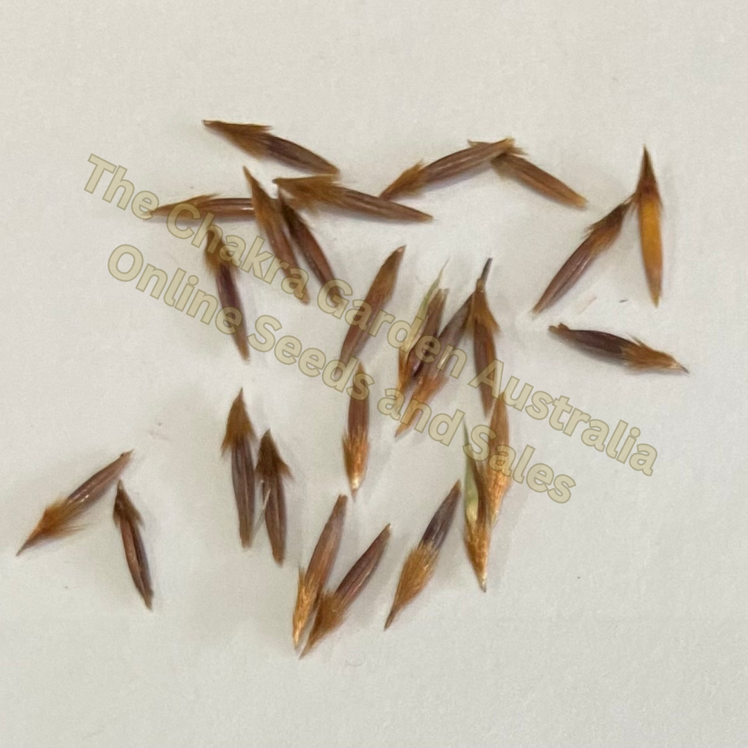 Themeda Triandra "Kangaroo Grass" Seeds-EDIBLES-pure seed