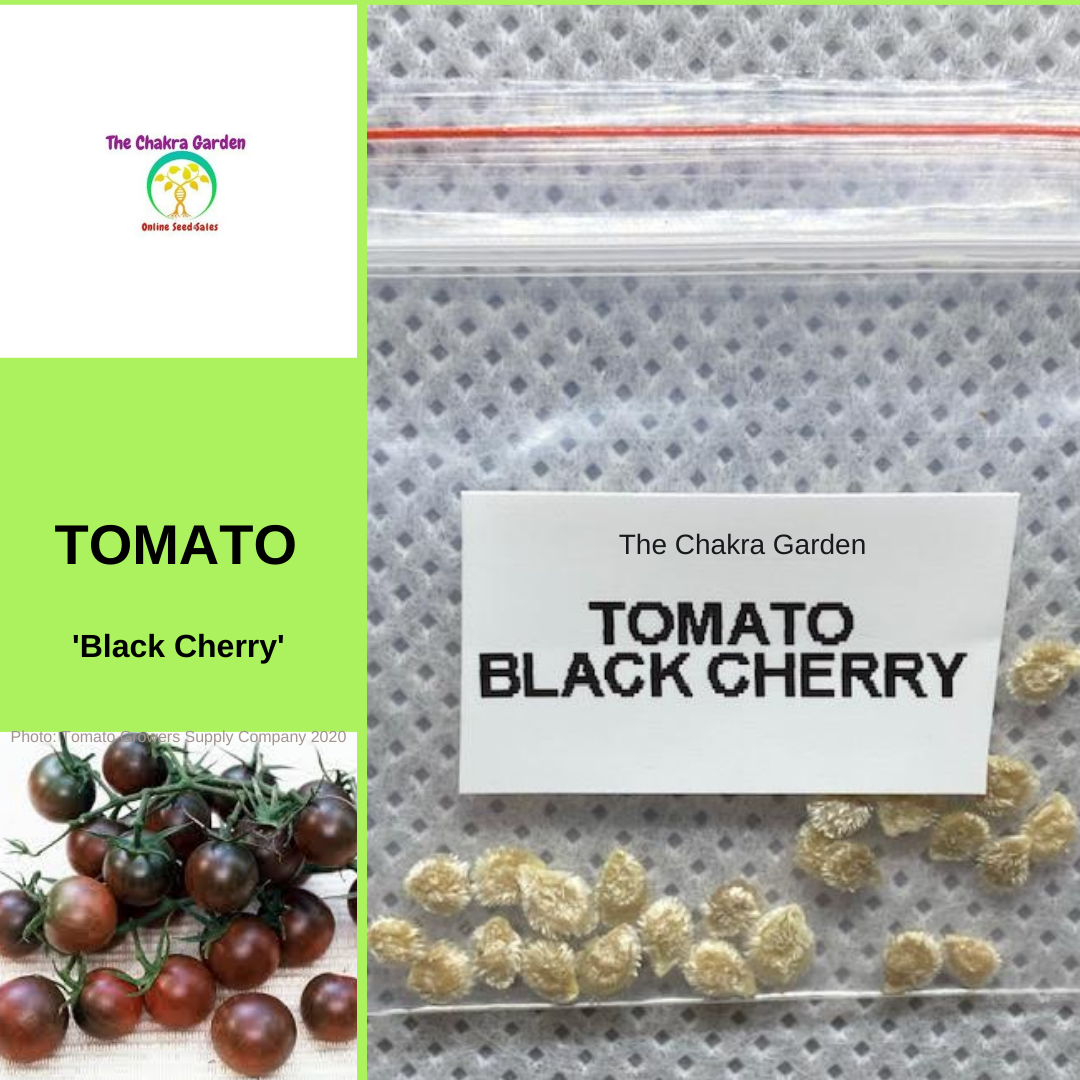 Tomato 'Black Cherry'-EDIBLES-25 seeds-Base Chakra