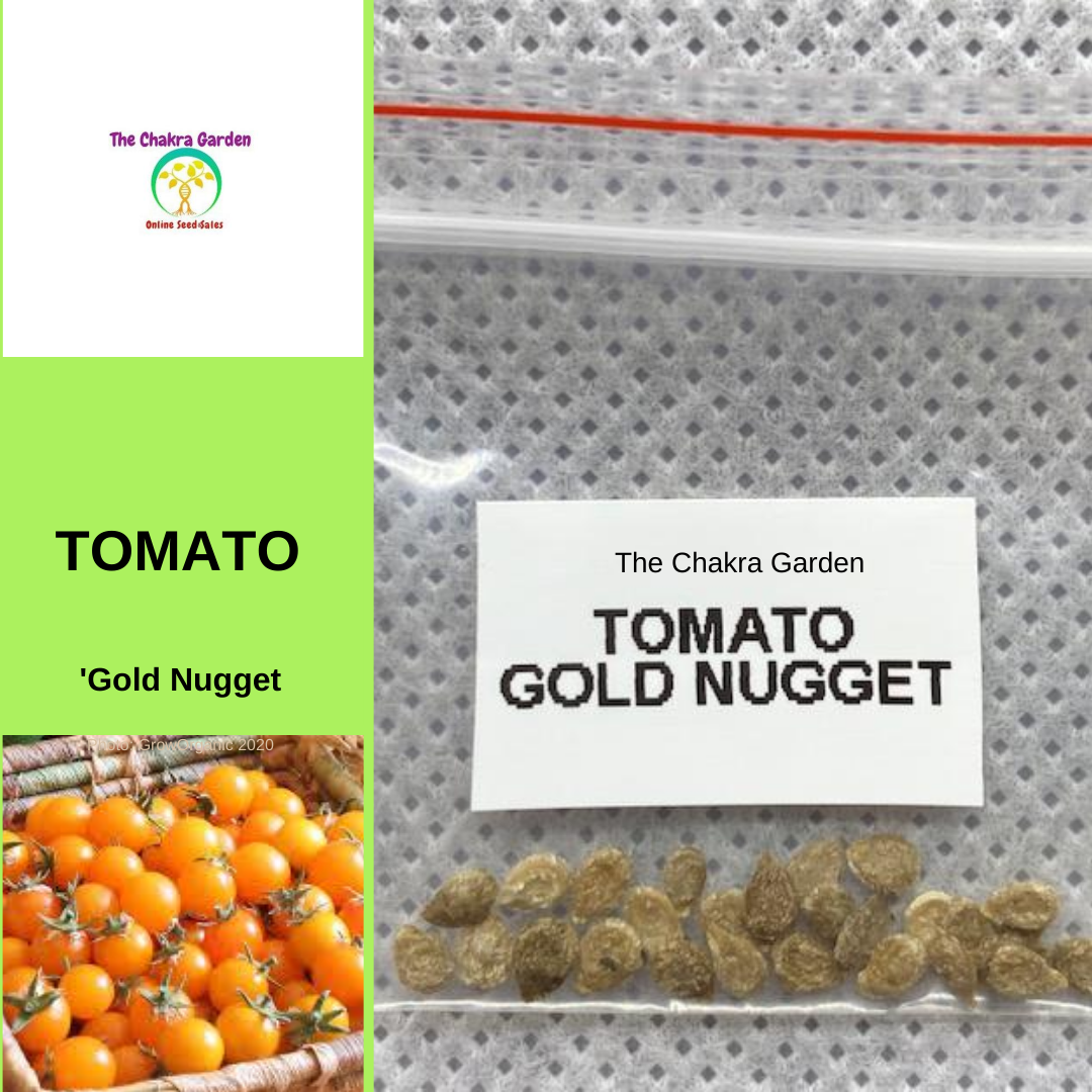 Tomato 'Gold Nugget'-EDIBLES-25 seeds-Solar Plexus Chakra