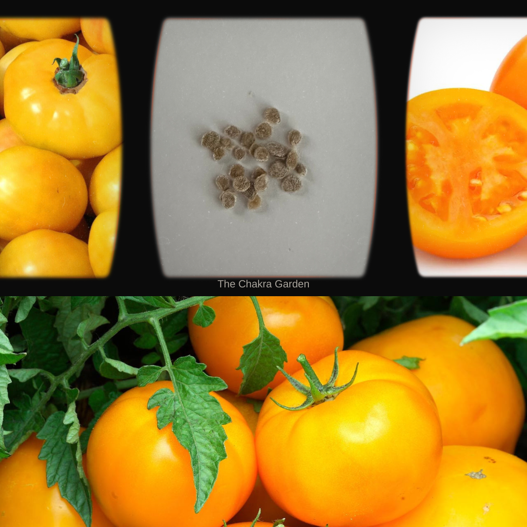 Tomato 'Jubilee Yellow'-EDIBLES-25 seeds-Solar Plexus Chakra