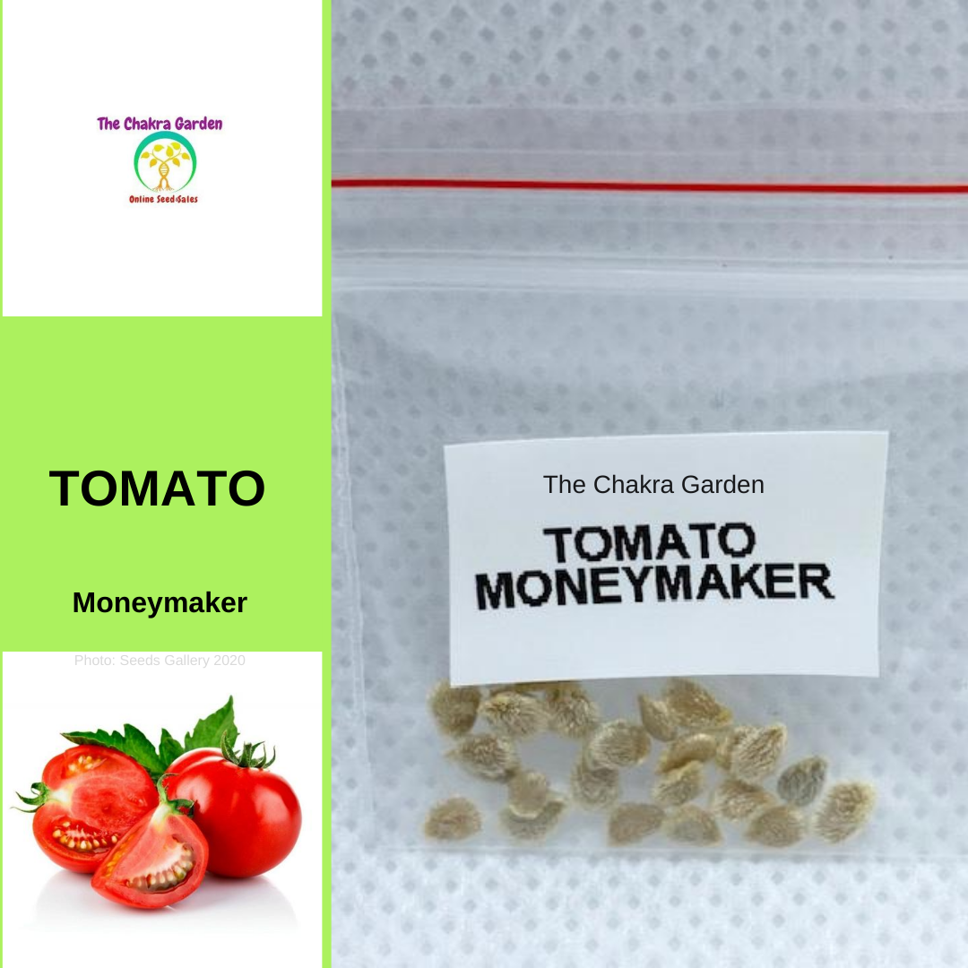 Tomato 'Moneymaker'-EDIBLE-25 seeds-Base Chakra