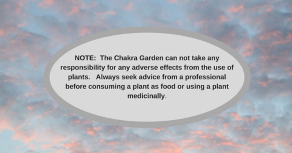 Tomato 'Oxheart’-Vegetable-25 Seeds-Base Chakra The Chakra Garden