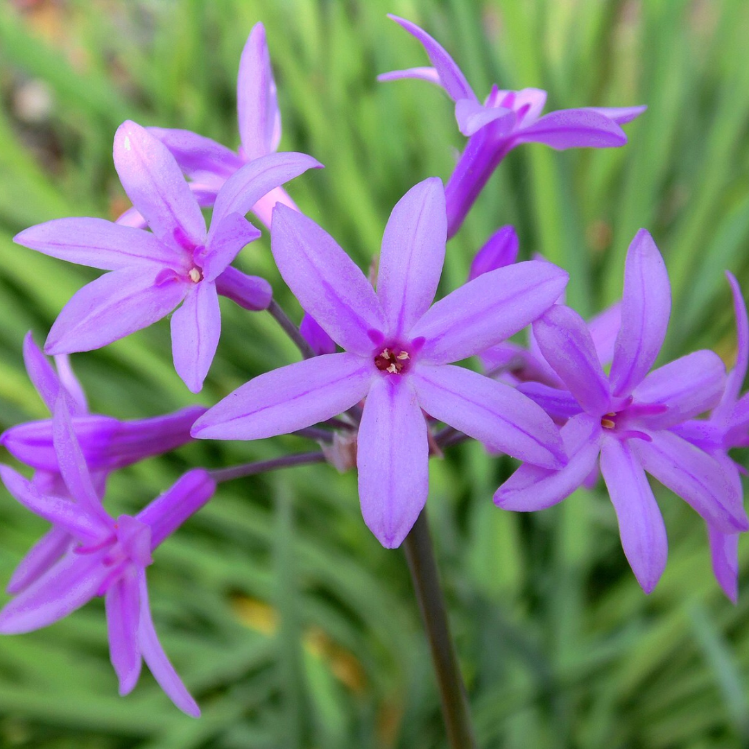 Tulbaghia violacea 'Society Garlic' 25 seeds