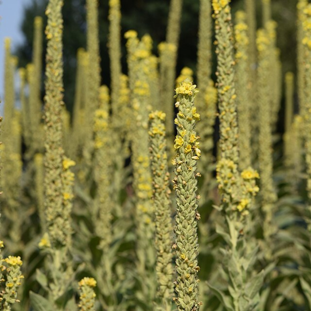 Verbascum Thapsus 'Mullein'-Therapeutic and Herbal-Heart Chakra-seeds