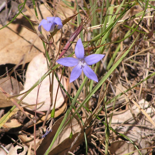 Wahlenbergia Stricta "Australian Bluebell" Seeds