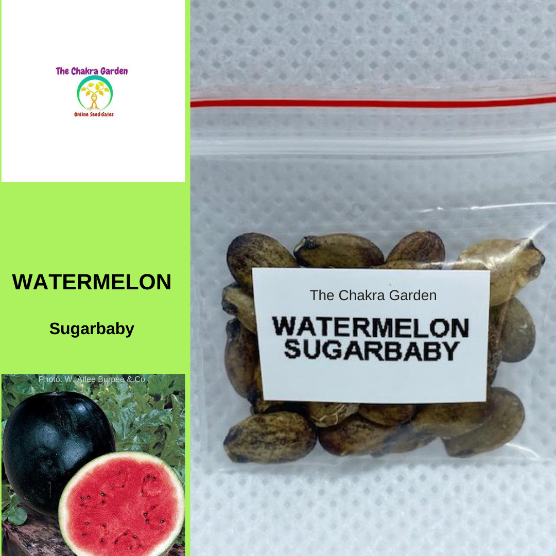Watermelon 'Sugarbaby'-EDIBLE-25 seeds-Base Chakra The Chakra Garden