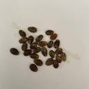 Photo of seeds: - June Parkin; Location: Sydney NSW, Australia; Date: 6OCT2023