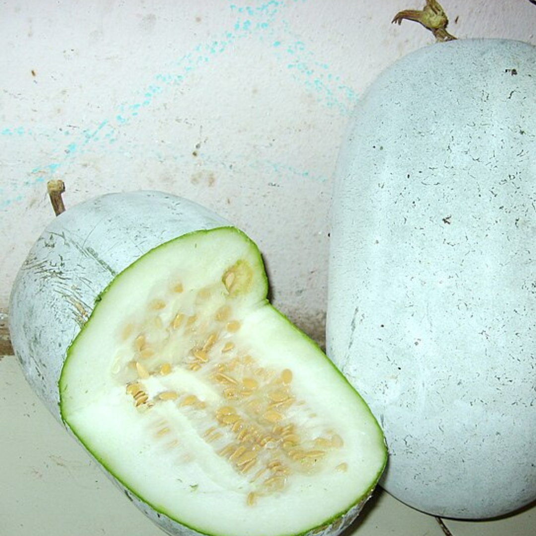 Wax Gourd 'Winter Melon' F1-EDIBLES-THERAPEUTIC & HERBAL-25 seeds