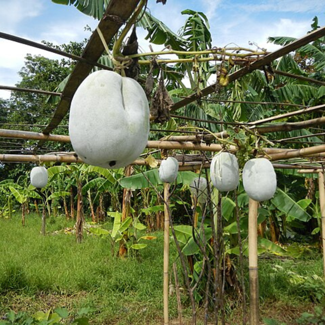 Wax Gourd 'Winter Melon' F1-EDIBLES-THERAPEUTIC & HERBAL-25 seeds