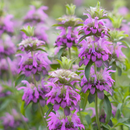 Photo: https://www.everwilde.com/store/Monarda-citriodora-WildFlower-Seed.html; retrieved 9 May 2024 – 12.52pm AEST and edited using Canva.