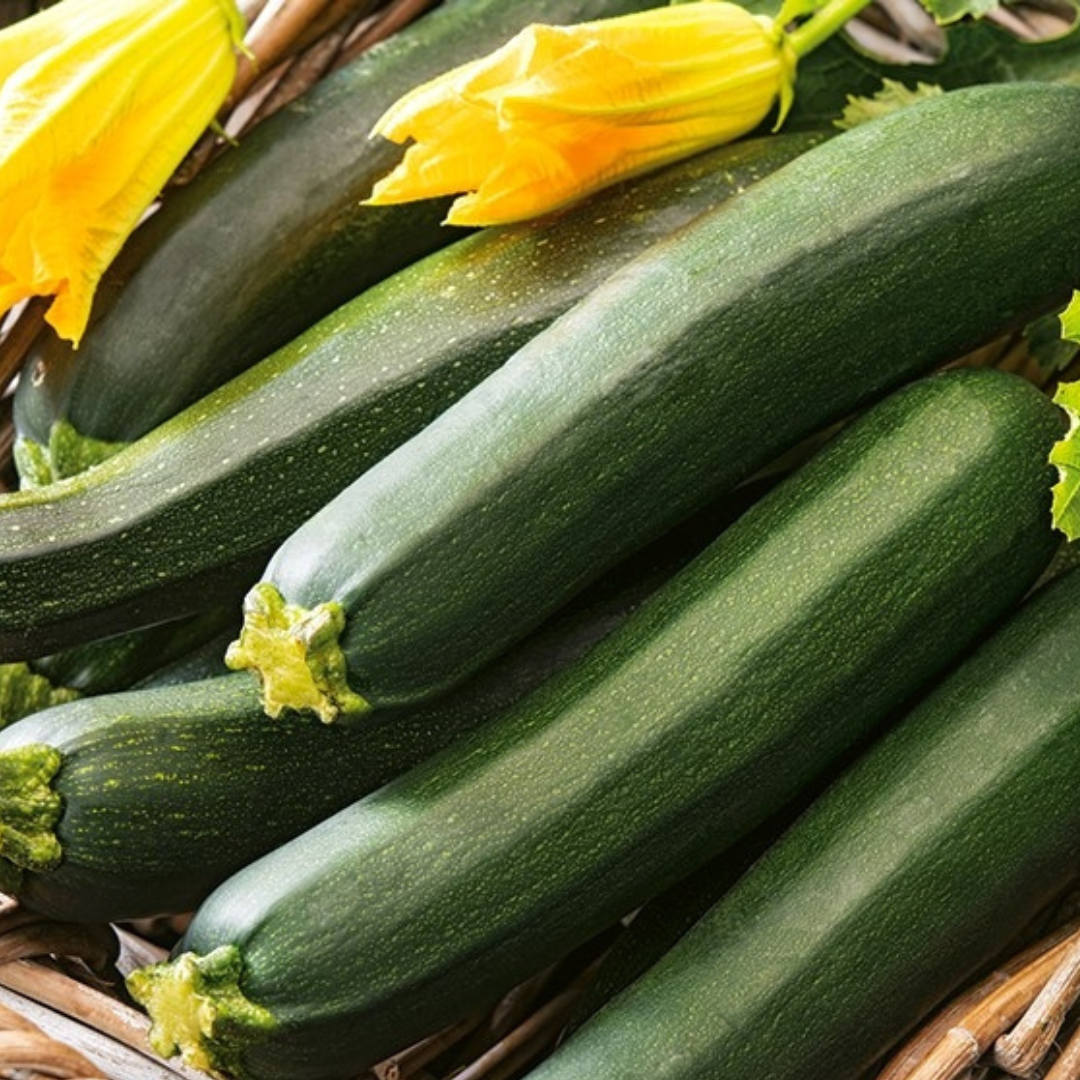 Zucchini 'Black Beauty'-EDIBLES-20 seeds-Heart Chakra