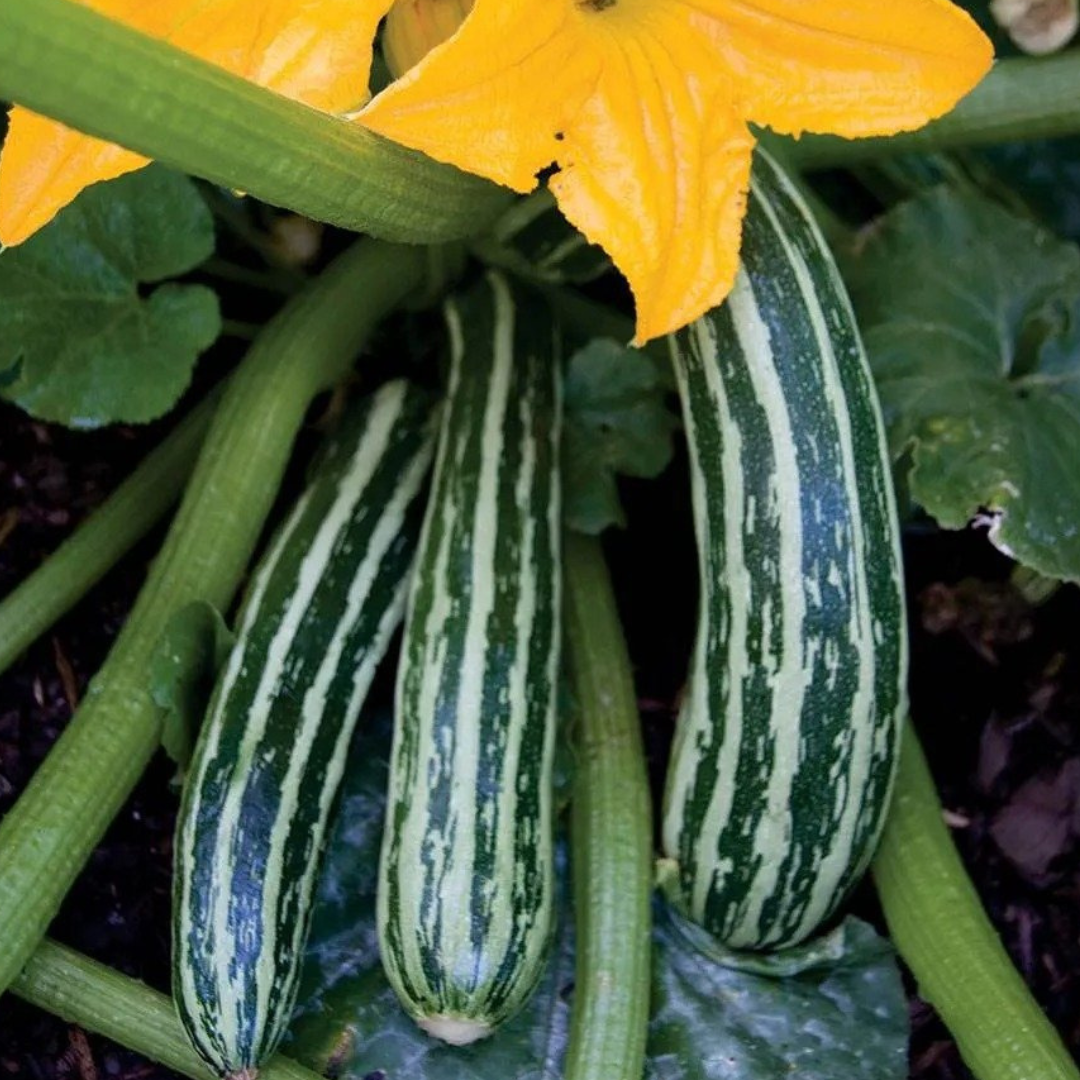 Zucchini 'Cocozelle'-EDIBLES-20 seeds-Heart Chakra