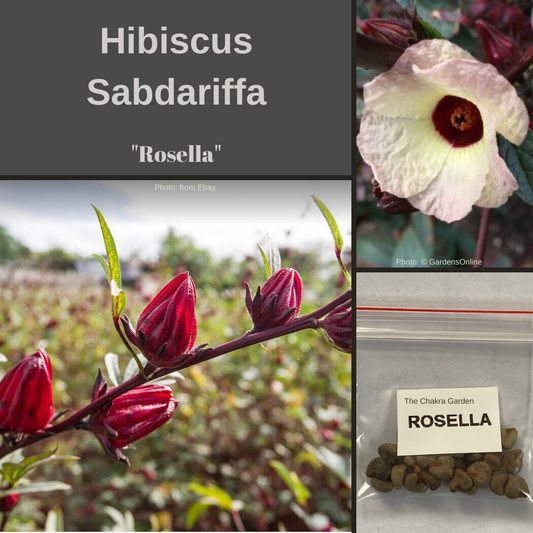 Rosella-"Hibiscus sabdariffa"-EDIBLE-seeds The Chakra Garden